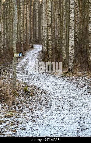 MTB Trail durch Birkenwald ein kalter Wintertag Stockfoto