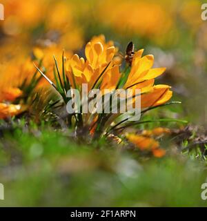 Frühlingsorange Blüten. Schöne bunte erste Blumen auf Wiese mit Sonne. Crocus Romance Gelb - Crocus Chrysanthus - Crocus tommasinianus - Crocus Stockfoto