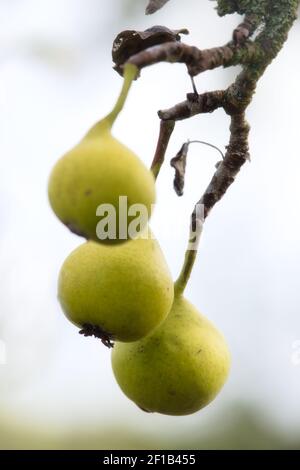 Drei reife Birnen, die an einem Herbsttag an einem Ast in der Nähe von Potzbach hängen. Stockfoto