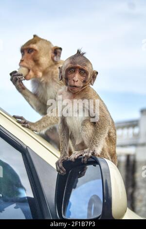 Affe auf dem Auto frisst Thailand Stockfoto