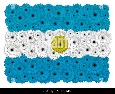 Argentinische Flagge aus Gerbera-Blüten, isoliert auf Weiß Stockfoto