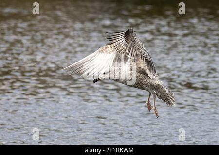 Juvenile Heringmöwe, Larus argentatus, im Flug über einem Teich auf Southampton Common, Hampshire, Großbritannien. Diese Art ist weltweit mit einem Declin bedroht Stockfoto