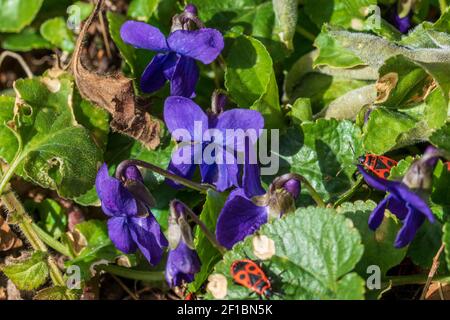 Das Blauviolett, Viola odorata und Feuerwanzen am sonnigen Rand einer Hecke im Frühjahr, März. Stockfoto