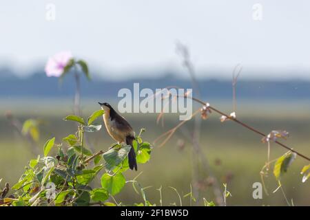 Donacobius (Donacobius atricapilla), der auf einer Ranch in der Nähe der Transpantaneira im nördlichen Pantanal in Mato Grosso, Brasilien, sitzt Stockfoto