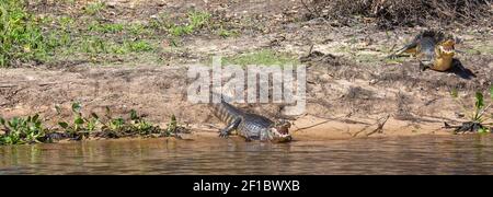 Ein einziger Caiman im Rio Sao Lourenco im Pantanal in Mato Grosso, Brasilien Stockfoto