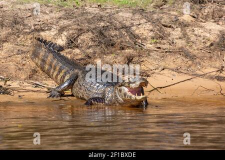 Brasilianische Tierwelt: Ein Caiman, der am Ufer des Rio Sao Lourence im nördlichen Pantanal in Mato Grosso, Brasilien, ruht Stockfoto