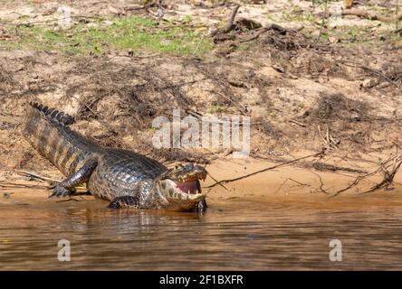 Spektakulär Caiman (Caiman yacare) am Ufer des Rio Sao Lourenco im nördlichen Pantanal in Mato Gross, Brasilien Stockfoto