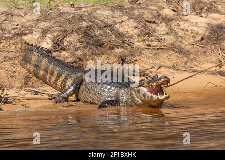 Caiman mit offenem Mund im nördlichen Pantanal in Mato Grosso, Brasilien Stockfoto