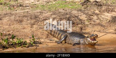 Tierwelt: Ruhender Caiman mit offenem Mund im Pantanal Stockfoto