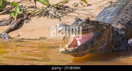 Brasilianische Tierwelt: Porträt des Kopfes eines Kaimans mit offenem Mund und sichtbaren Zähnen im nördlichen Pantanal in Mato Grosso, Brasilien Stockfoto