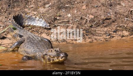 Caiman ruht auf dem Rio Sao Lourenco im nördlichen Pantanal in Mato Grosso, Brasilien Stockfoto