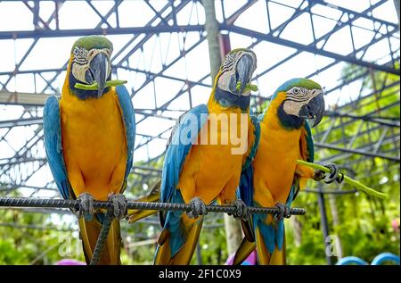 Ara Papagei isst einen Spargel Stockfoto