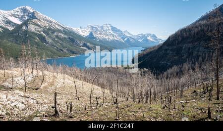 Waldbrände beeinflussten die alpine Landschaft mit verbrannten Bäumen, aufgenommen im Waterton National Park, Alberta, Kanada Stockfoto