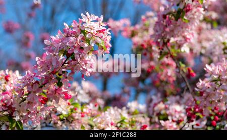 Weiße und rosa Apfelblüten auf einem Apfelbaum an einem sonnigen Tag. Blühende Frühlingsblumen vor blauem Himmel. Nahaufnahme mit schönem Bokeh-Backgro Stockfoto