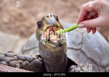 Riesige Galapagos Schildkröte essen Nahaufnahme Stockfoto