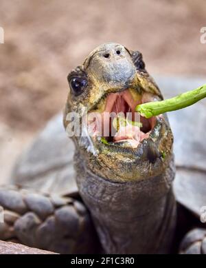 Riesige Galapagos Schildkröte essen Nahaufnahme Stockfoto