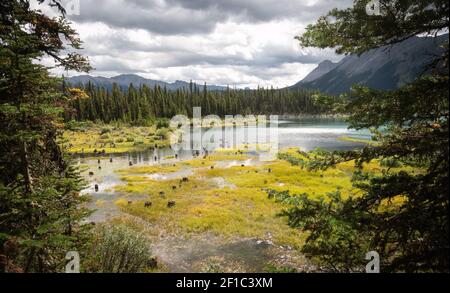 Marshmland-Szene am Upper Kananaskis Lake Trail, Alberta, Kanada Stockfoto