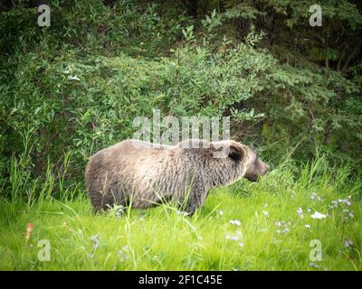 Aus kurzer Entfernung aufgenommenes junges Grizzly-Bärenportrait, aufgenommen in den kanadischen Rockies, Kananaskis Country, Kanada Stockfoto