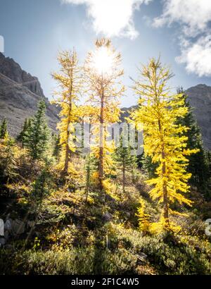 Fall in den Kanadischen Rockies, drei goldene Lärchen mit Sonneneinstrahlung, aufgenommen auf dem Galatea Lakes Trail in Kananaskis, Alberta, Kanada Stockfoto