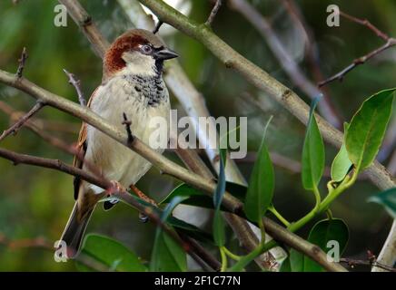 Der haussperling ist ein Vogel der SPATZ Familie Gelbhalsmaus, in den meisten Teilen der Welt gefunden. Stockfoto