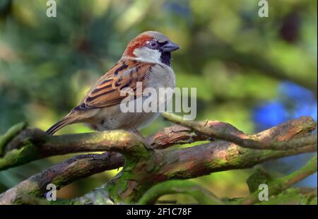 Der haussperling ist ein Vogel der SPATZ Familie Gelbhalsmaus, in den meisten Teilen der Welt gefunden. Stockfoto