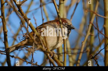 Der haussperling ist ein Vogel der SPATZ Familie Gelbhalsmaus, in den meisten Teilen der Welt gefunden. Stockfoto