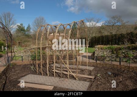 Arch oder Wigwam wird aus Hazel Sticks gebaut, um Kletterpflanzen und Gemüse in einem Potager Garden in Rural Devon, England, UK zu unterstützen Stockfoto