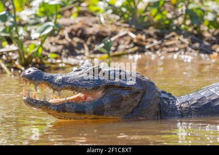 Nahaufnahme des Kopfes eines Kaimans mit sichtbaren Zinnen im nördlichen Pantanal in Mato Grosso, Brasilien, Seitenansicht Stockfoto