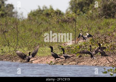 Gruppe von Olivaceous Cormorants (Phalacrocorax brasilianus) im nördlichen Pantanal in Mato Grosso, Brasilien Stockfoto