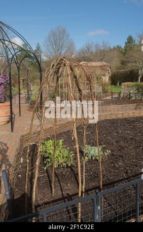 Wigwam oder Rahmen wird aus Hazel Sticks gebaut, um Kletterpflanzen und Gemüse in einem Potager Garden in Rural Devon, England, UK zu unterstützen Stockfoto