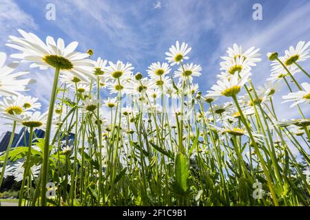 Blumenstrauß, Gänseblümchen, aufgenommen aus der unteren Perspektive im Prince´s Island Park, Calgary, Alberta, Kanada Stockfoto