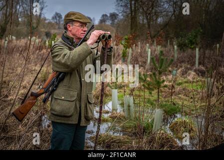 Lincolnshire, England, Großbritannien. Ein Deerstalker endlich Licht suchen und beobachten Hirsche für Keulung und Management als Teil eines Naturschutzprogramms Stockfoto