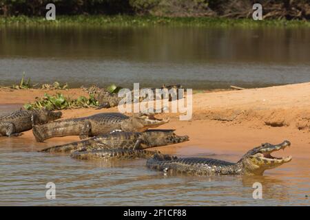 Brasilianische Tierwelt: Südliche Brillenkaimane, die im nördlichen Pantanal in Mato Grosso, Brasilien, in der Sonne baden Stockfoto