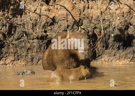 Capyara mit seinem Jungen im nördlichen Pantanal in Mato Grosso, Brasilien Stockfoto