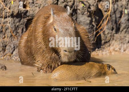 Nahaufnahme eines Capybara mit seinem Kleinen aus dem Rio Sao Lourenco im nördlichen Pantanal in Mato Grosso, Brasilien Stockfoto