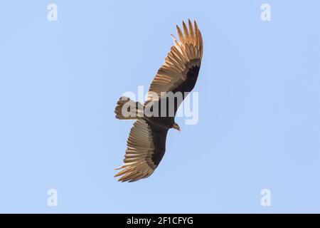 Flying Turkey Vulture (Cathartes Aura) im nördlichen Pantanal in Mato Grosso, Brasilien Stockfoto