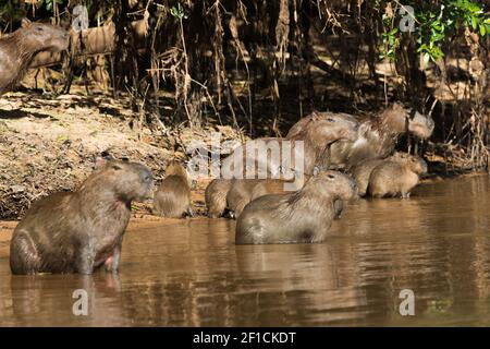 Gruppe mit kleinen von Capybaras, dem größten Nagetier der Welt, im Pantanal in der Nähe von Porto Jofre in Mato Grosso, Brasilien Stockfoto