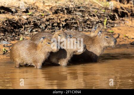 Drei junge Capybaras im Rio Sao Lourenco im Pantanal in Mato Grosso, Brasilien Stockfoto