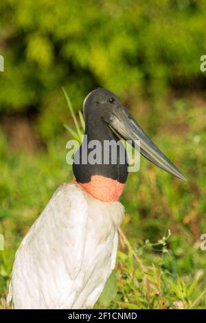 Nahaufnahme eines Jabiru auf dem Rio Sao Lourenco im Pantanal, Mato Grosso, Brasilien Stockfoto