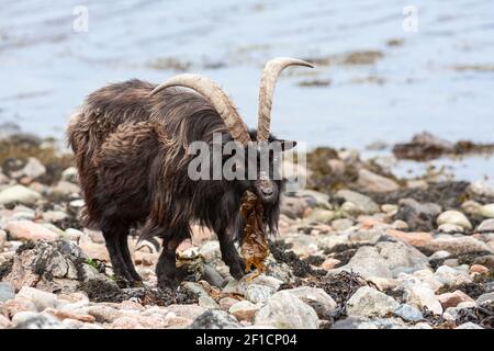 Wildziege (Capra hircus), die auf Algen füttert, Ufer des Loch Linnhe, West Schottland Stockfoto