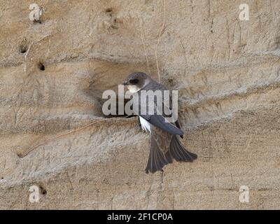 Sand Martin, Riparia riparia, ausgewachsener Vogel in der Nistkolonie Norfolk, Mai Stockfoto