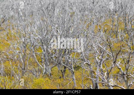 Trockenwald in Patagonien Argentinien Stockfoto