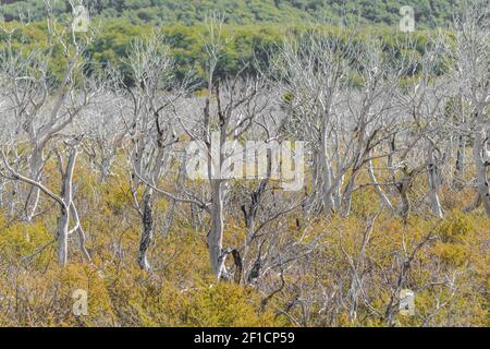 Trockenwald in Patagonien Argentinien Stockfoto