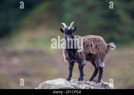 Wildziege (Capra hircus), Kielder, Redesdale, Northumberland Stockfoto