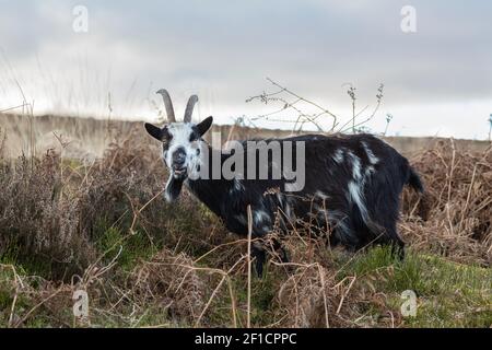 Wildziege (Capra hircus), Dumfries & Galloway, Schottland, Großbritannien Stockfoto