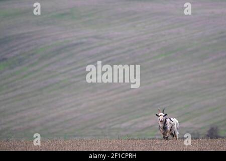 Wildziege (Capra aegagrus hircus), auf Stoppeln Feld, Cheviot Hills, Northumberland, Großbritannien Stockfoto