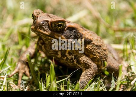 Rohrkröte, Rhinella Marina, Queensland Australien. Ein wilder Schädling, der in Mittel- und Südamerika beheimatet ist und die Tierwelt und die Kulturen Australiens schädigt Stockfoto