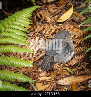 Heimischer Vogel (Stewart Island Robin) nistet auf dem Boden. Aufgenommen auf Ulva Island, Stewart Island (Rakiura) Gebiet, Neuseeland Stockfoto