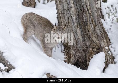 Bobcat Im Schnee Stockfoto