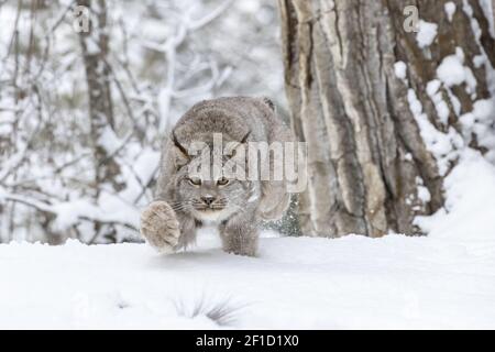 Bobcat Im Schnee Stockfoto